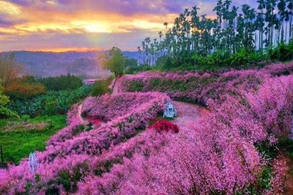 圖片載自臉書-瑰蜜甜心玫瑰園(麝香木2-3月)-瑰蜜甜心玫瑰園~全台最美粉紅山丘(麝香木2-3月)