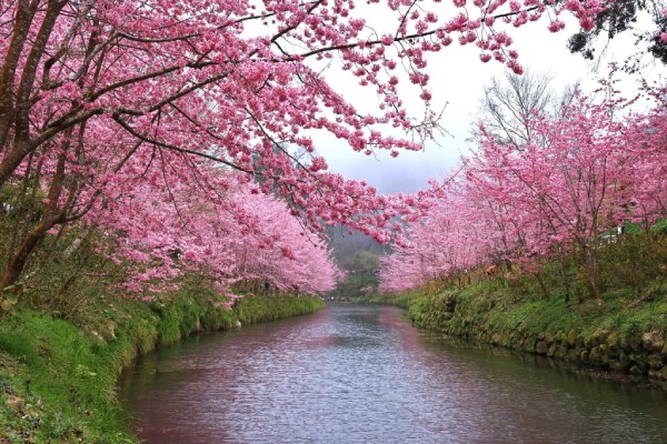 圖片載自臉書:愛上杉林溪-杉林溪森林生態渡假園區(櫻花季2-3月)