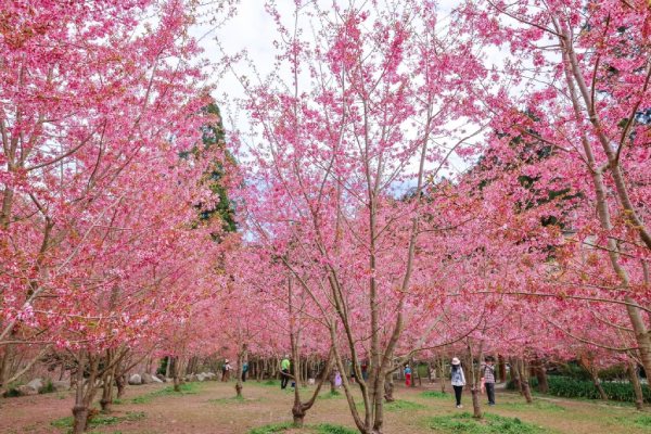 圖片載自臉書:愛上杉林溪-杉林溪森林生態渡假園區(櫻花季2-3月)