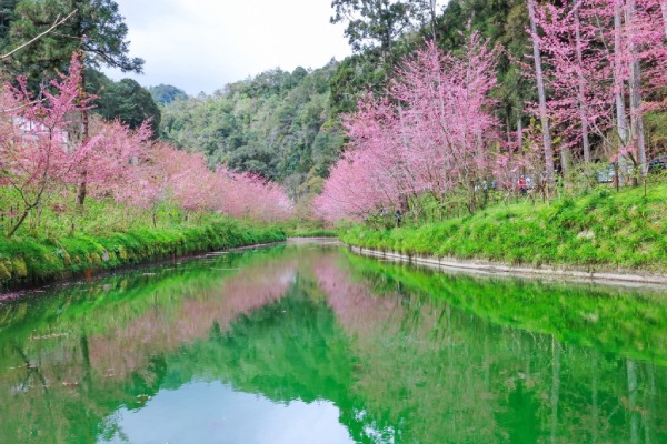 圖片載自臉書:愛上杉林溪-杉林溪森林生態渡假園區(櫻花季2-3月)