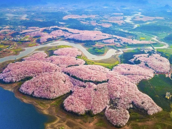 季節限定賞花景點
