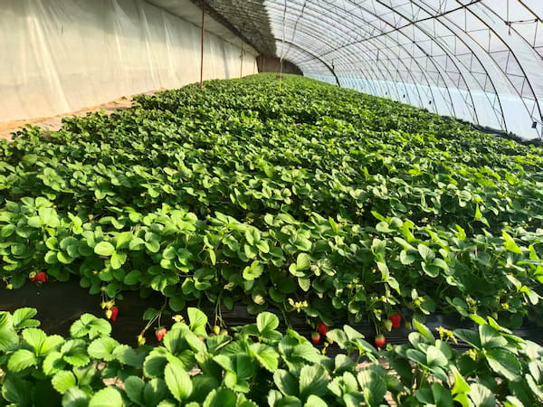 “莓”好煙火氣-