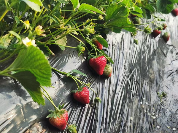 “莓”好煙火氣-