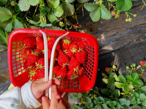 “莓”好煙火氣-