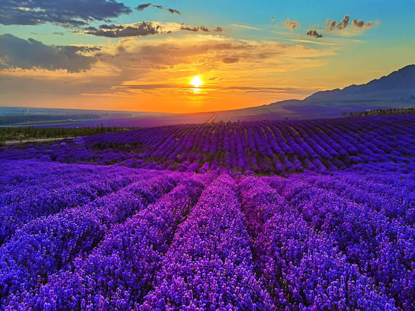 天山花海-北疆最美景點