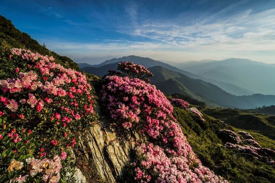 杜鵑花季，照片來源:邱教官FB-【合歡山賞夕陽＋銀河之旅】