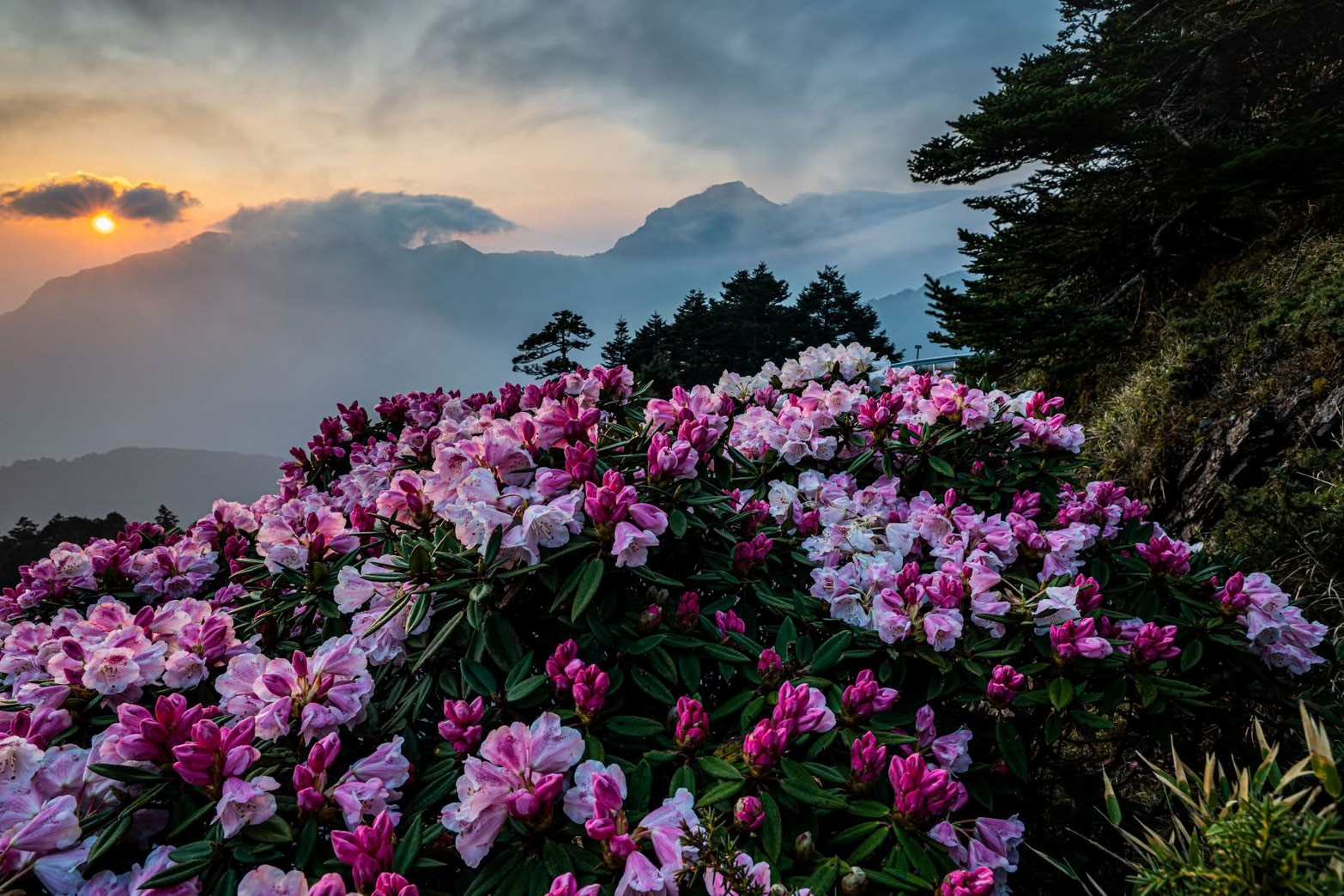 杜鵑花季，照片來源:邱教官FB-【合歡山】