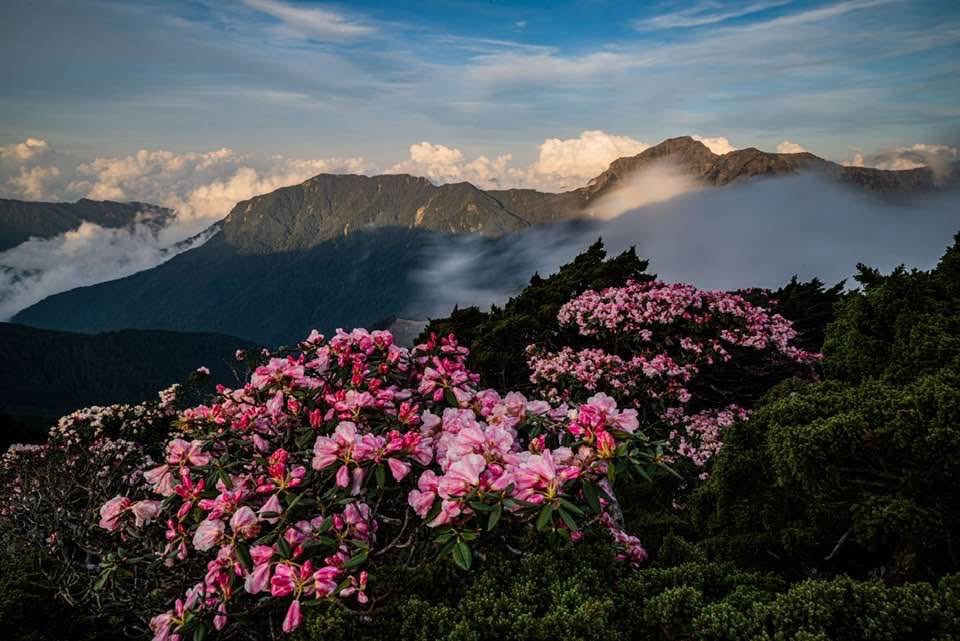 杜鵑花季，照片來源:邱教官FB-【合歡山賞夕陽＋銀河之旅】