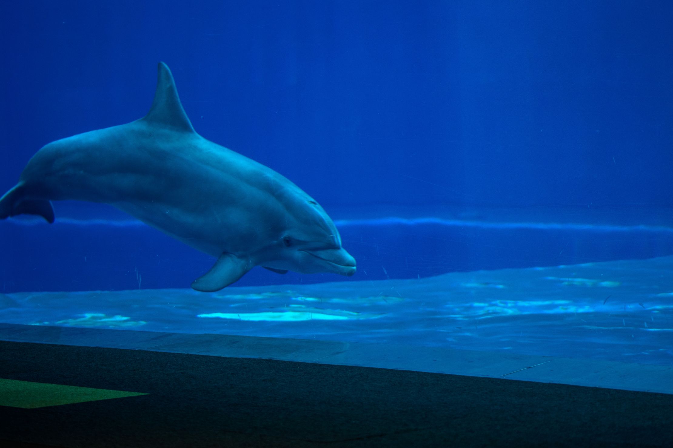 熱那亞水族館-岸上觀光｜熱那亞